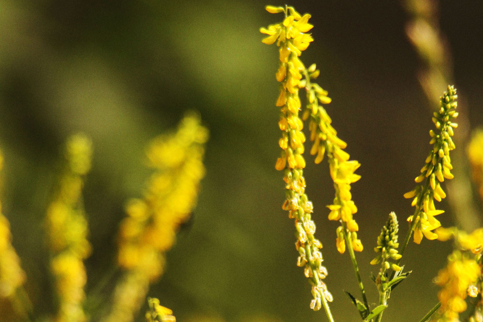 Mélilot sauvage jaune