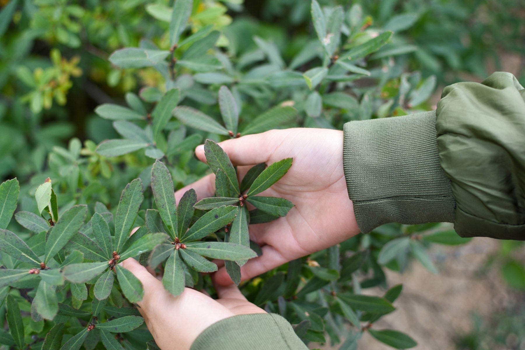 Myrique baumier : ses bienfaits, usages et son habitat naturel