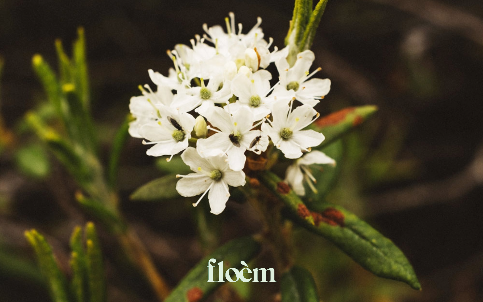 Fleurs de thé du Labrador