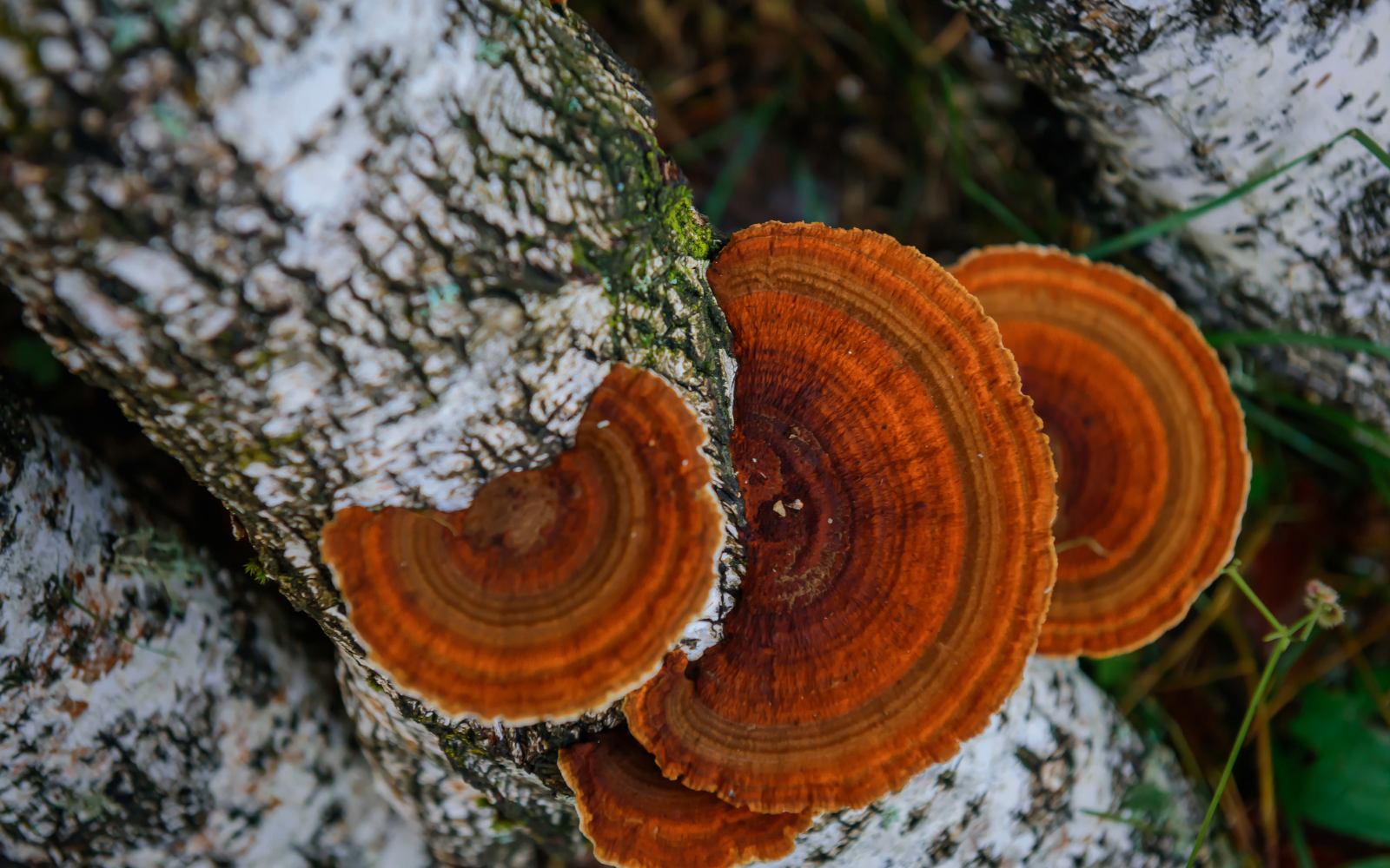 Le chaga : un champignon aux mille vertus, élixir de la forêt boréale