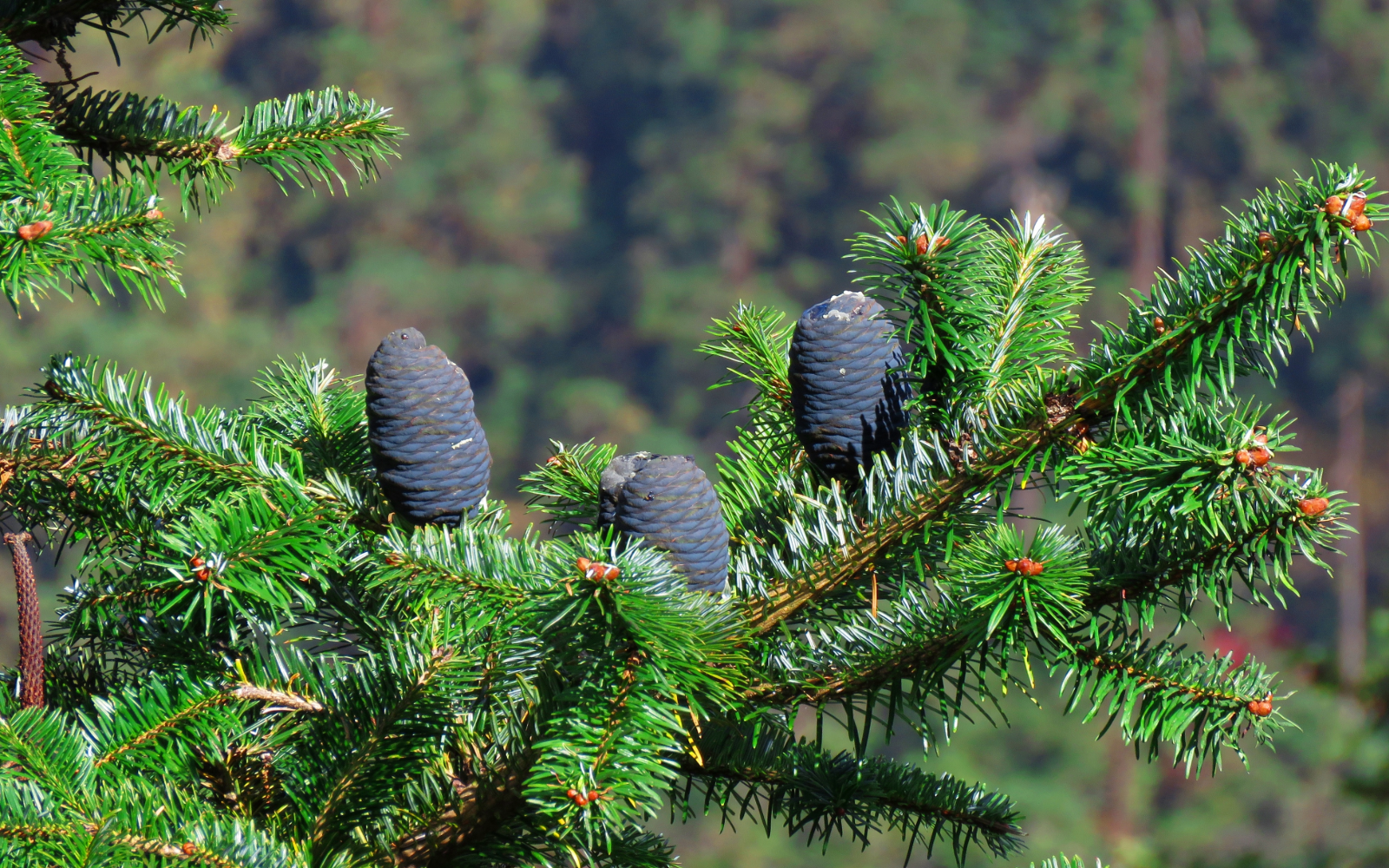 Sapin Baumier : ses bienfaits, usages et son habitat naturel