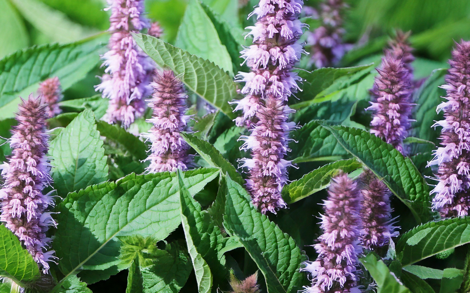 agastache sauvage
