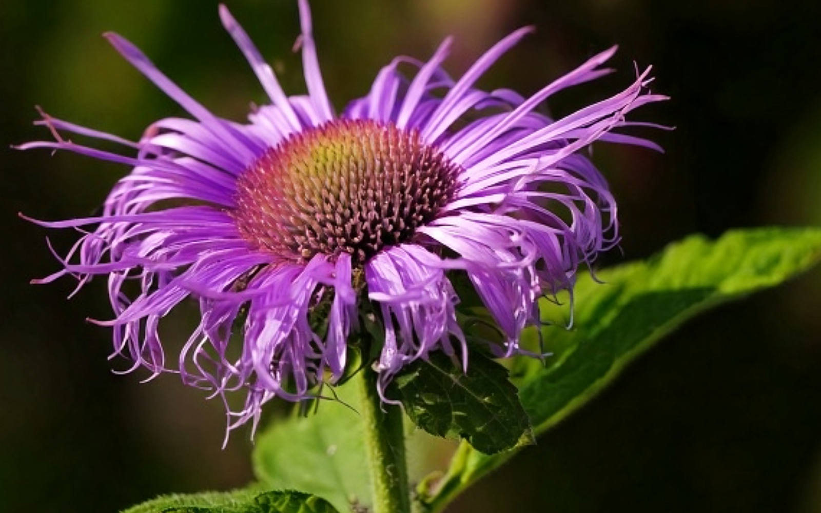 monarde fistuleuse