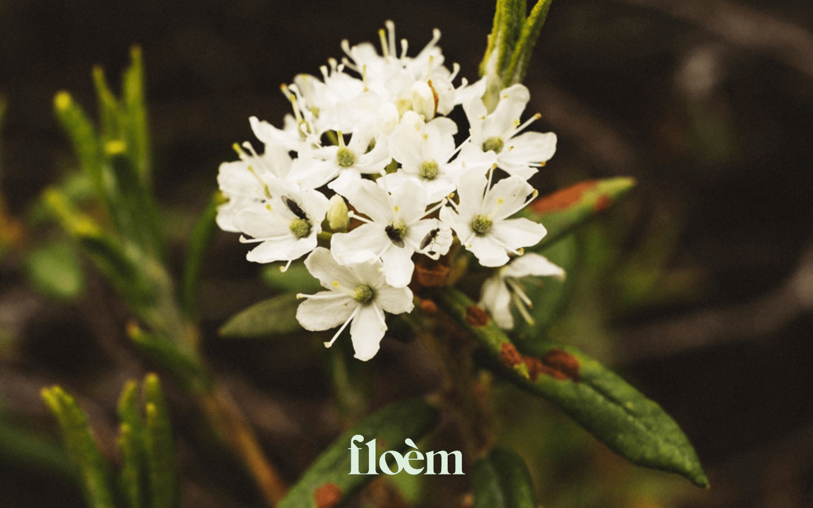 PilKi devient Floèm - Floèm
