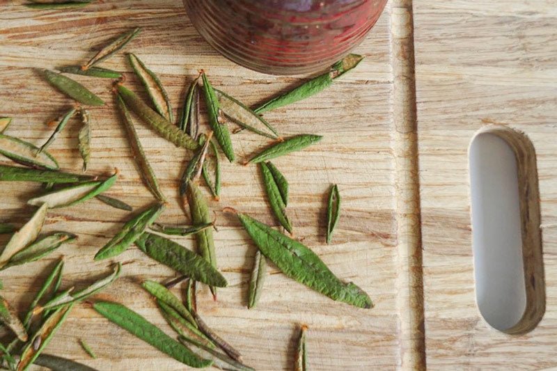 Quels sont les bienfaits du thé du Labrador? - Floèm