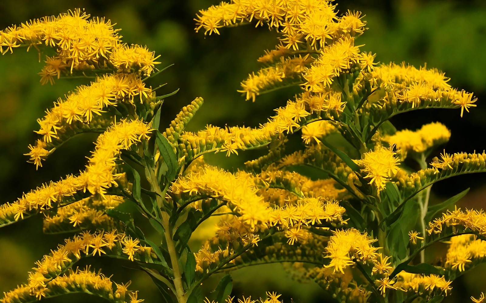 verge d'or sauvage