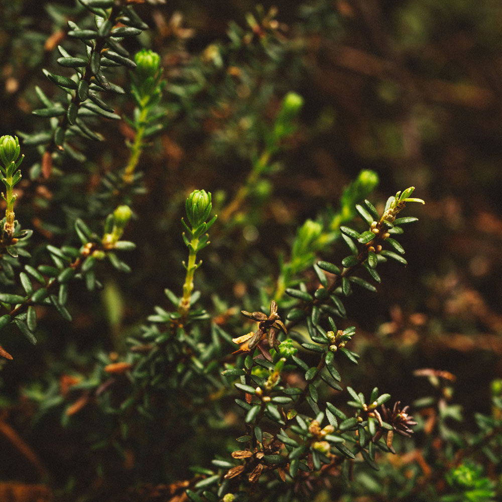Plante nordique du Québec dans la nature