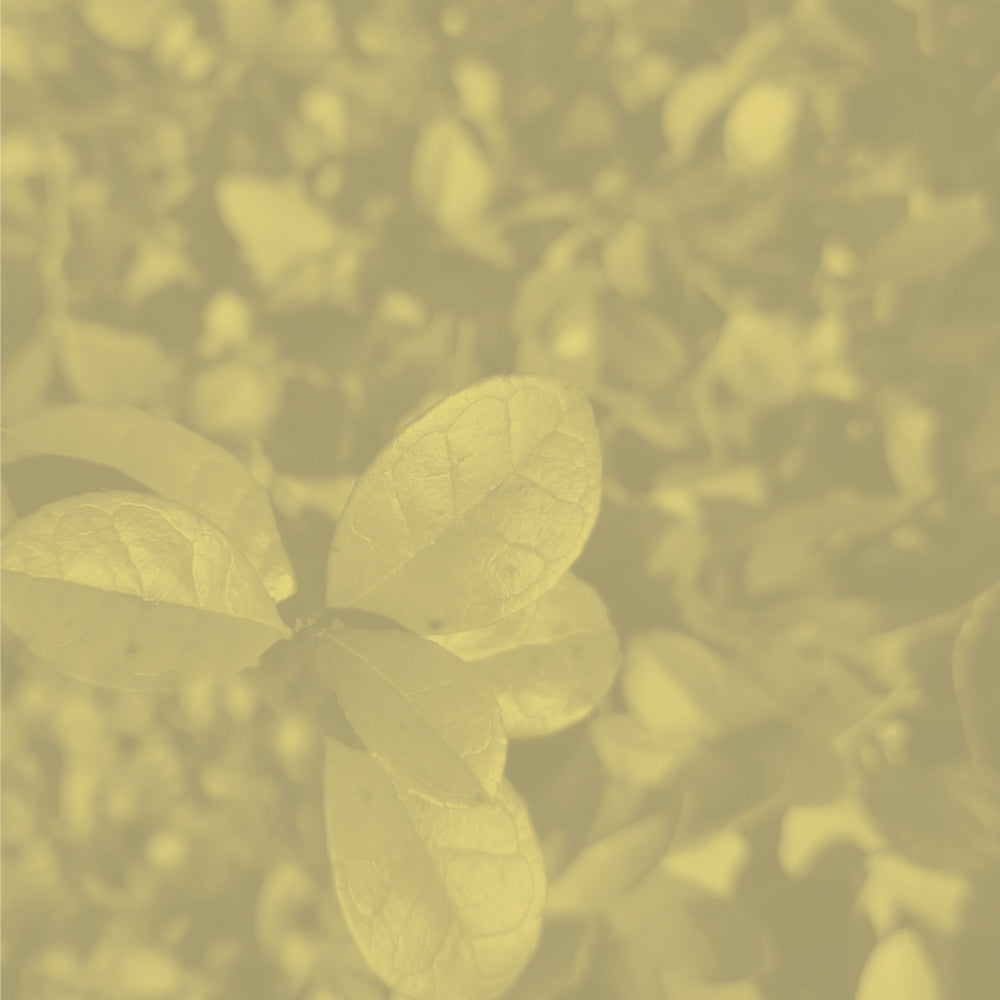 Goût de thé camphré