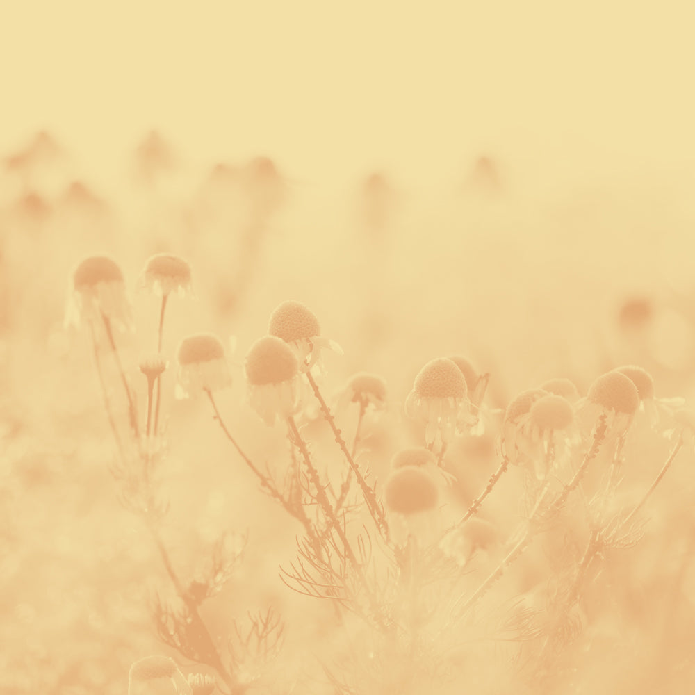 Goût de thé floral