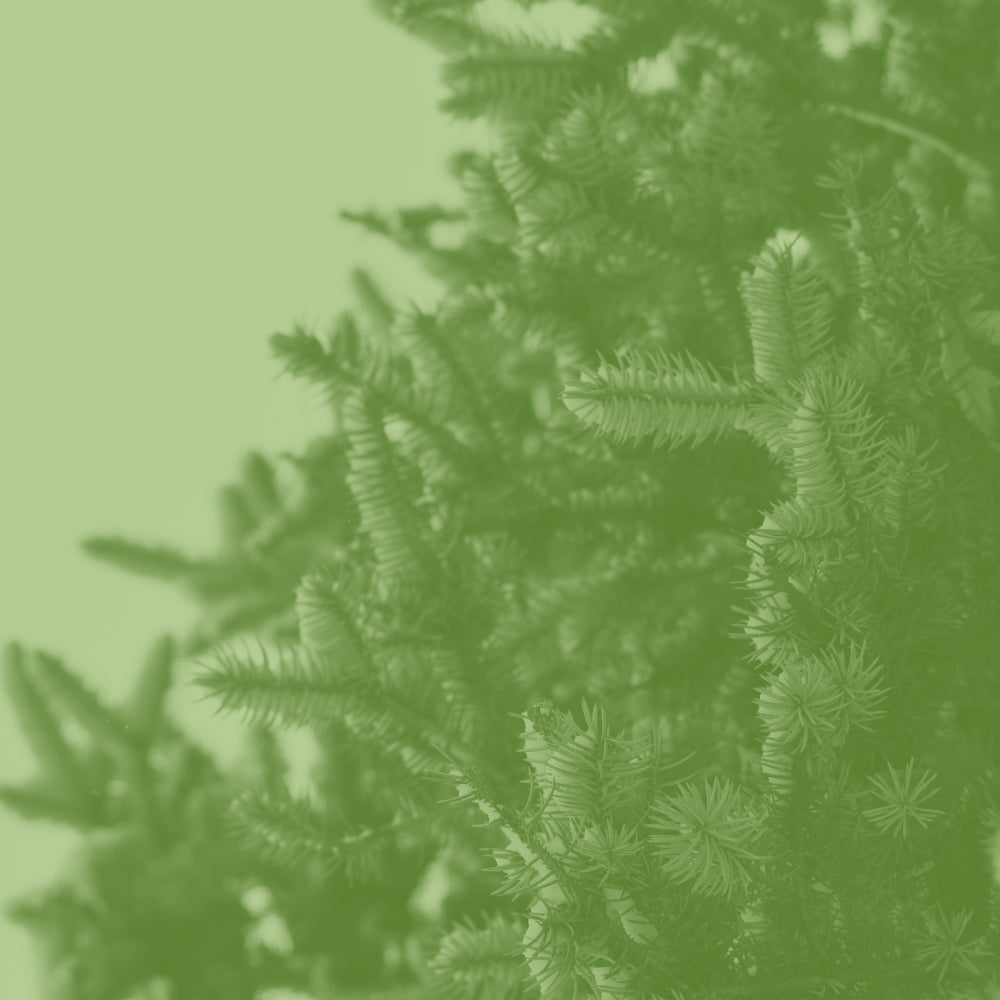 Goût de thé forestier