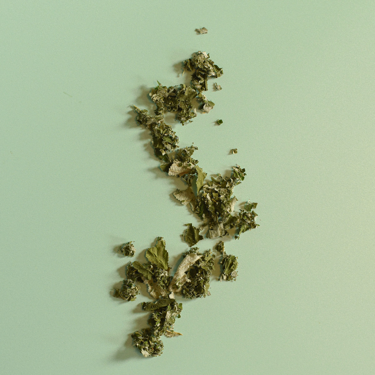 Feuilles de fraimboisier séchés à plat