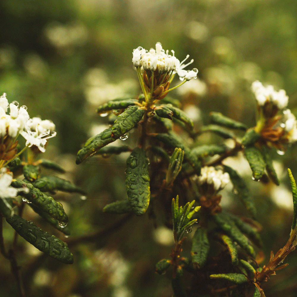 Plantes du Québec dans la nature boréale