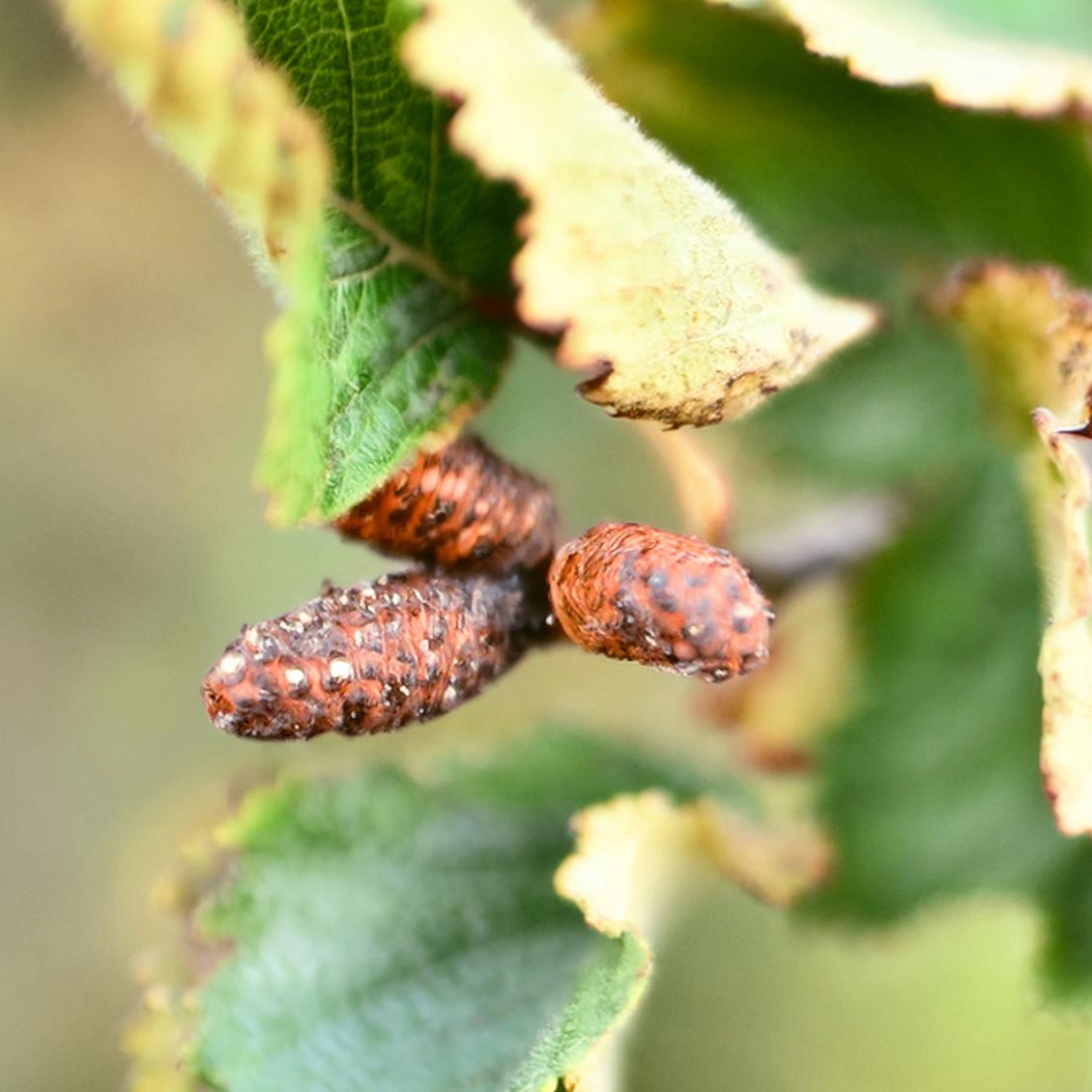 Green Alder