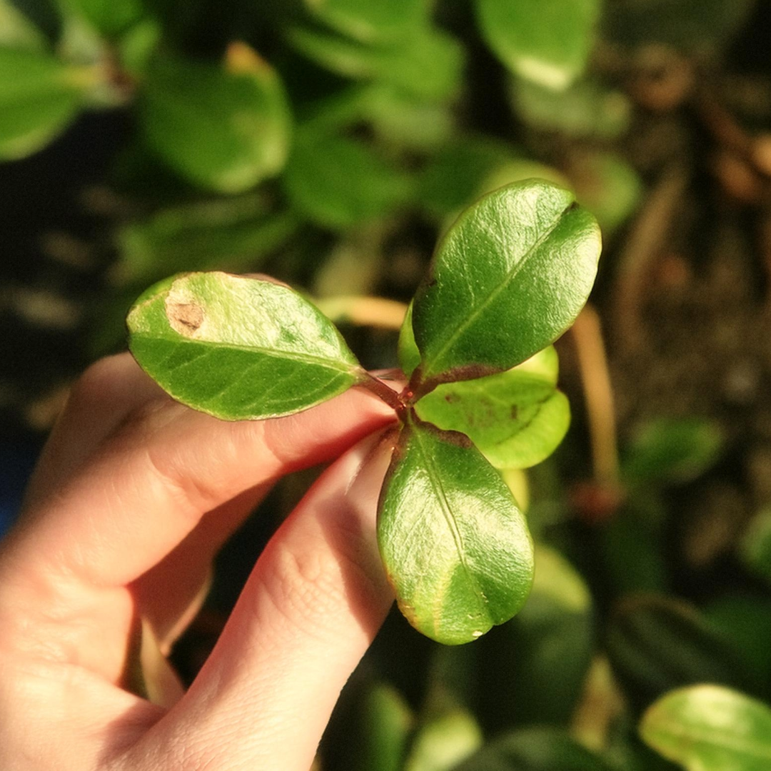 Wintergreen