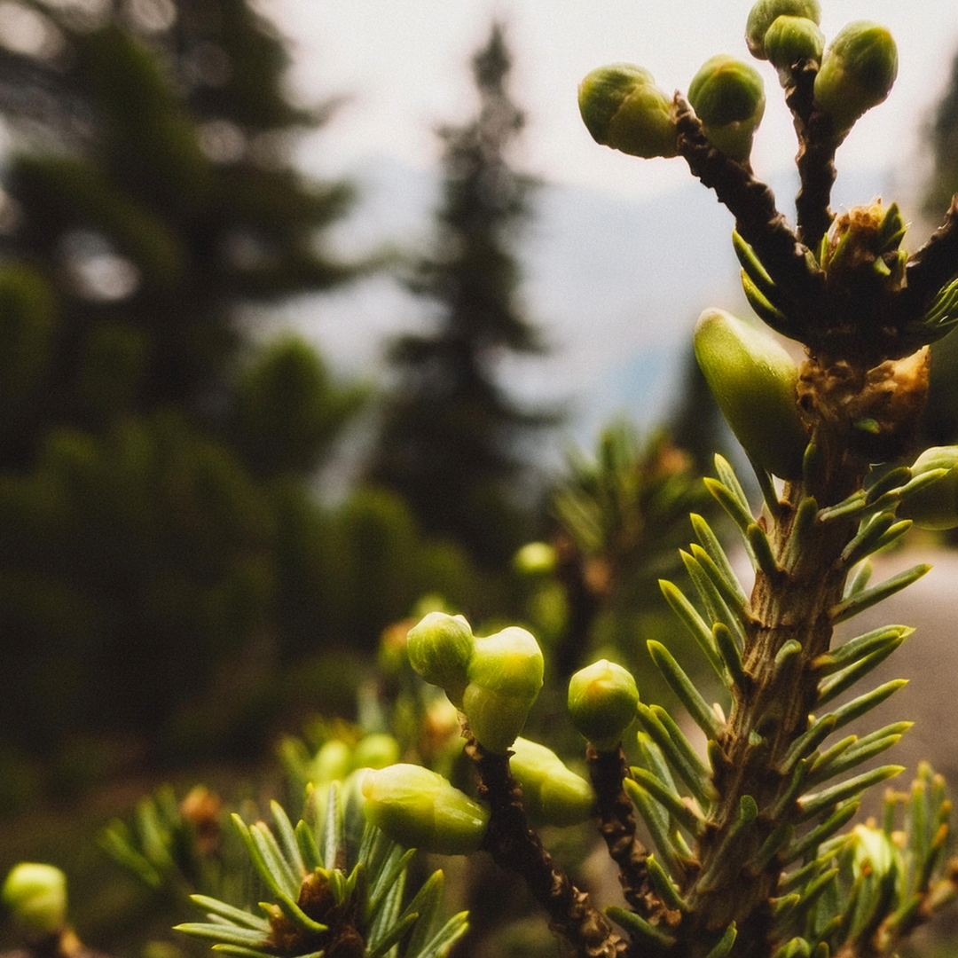 Balsam Fir