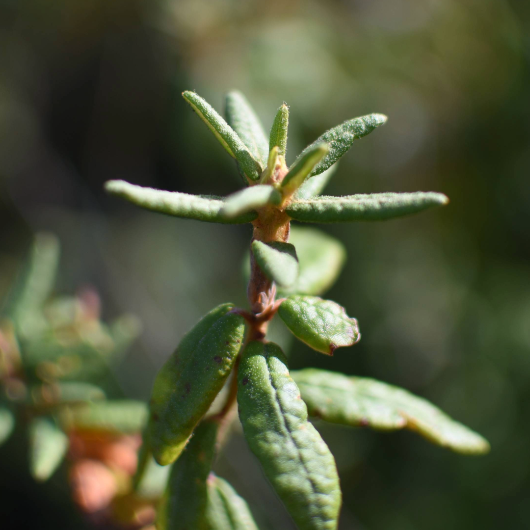 Labrador Tea