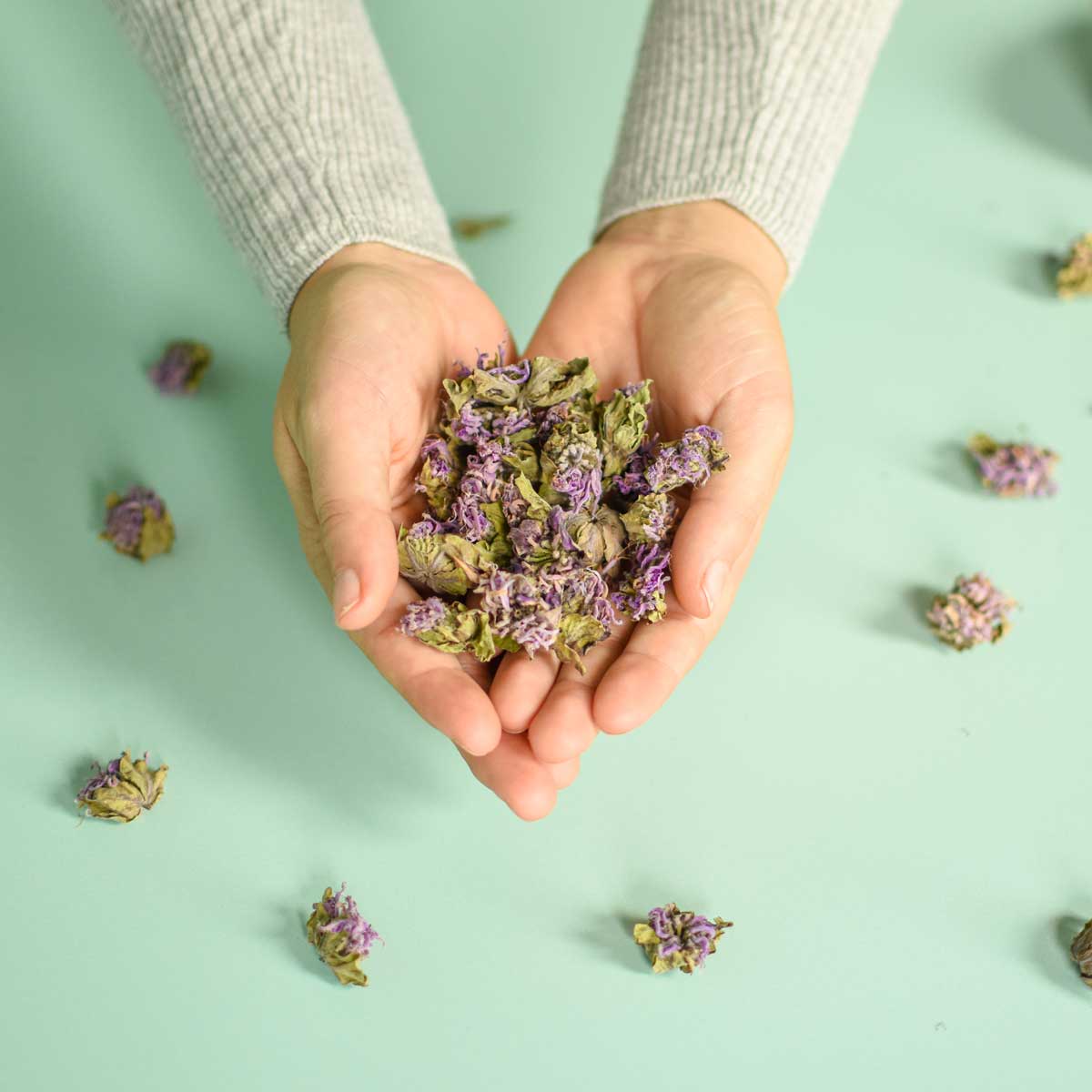 Mains qui tiennent des fleurs de monarde séchées