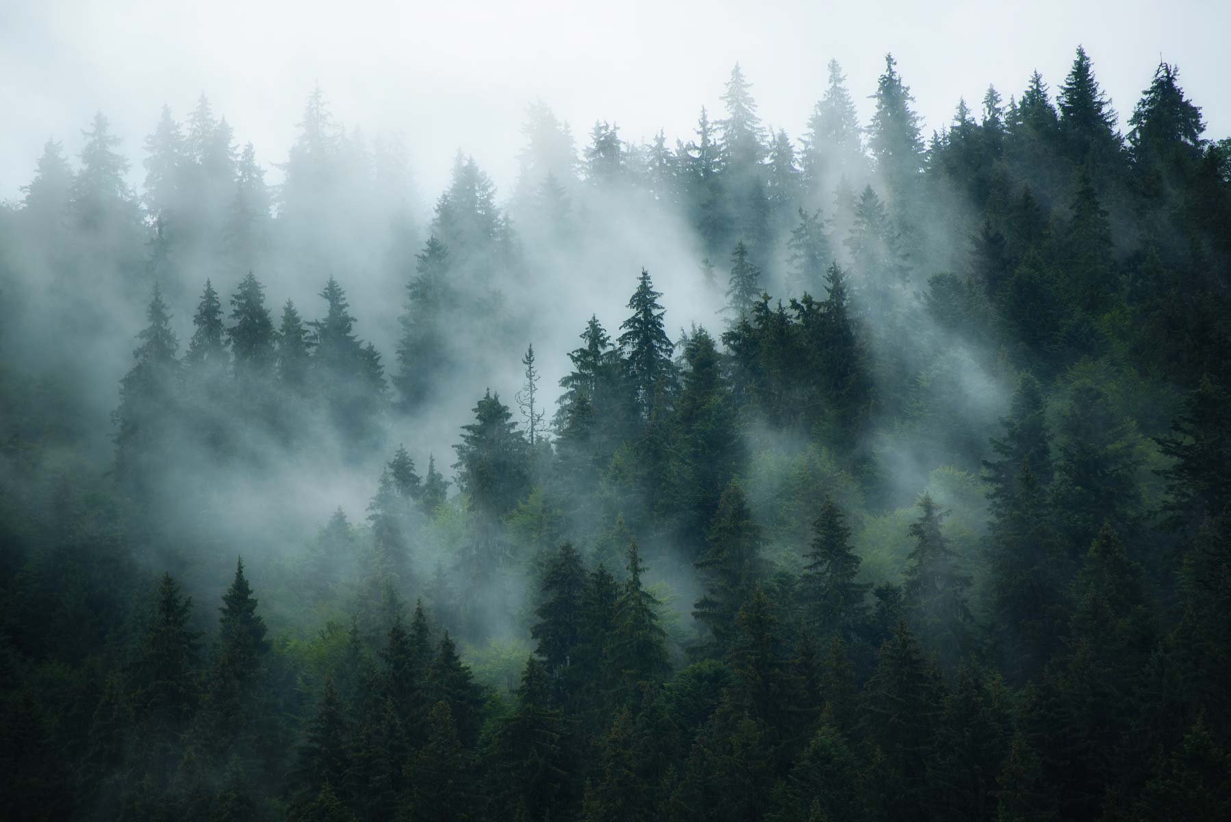 Nature boréale dans le brouillard