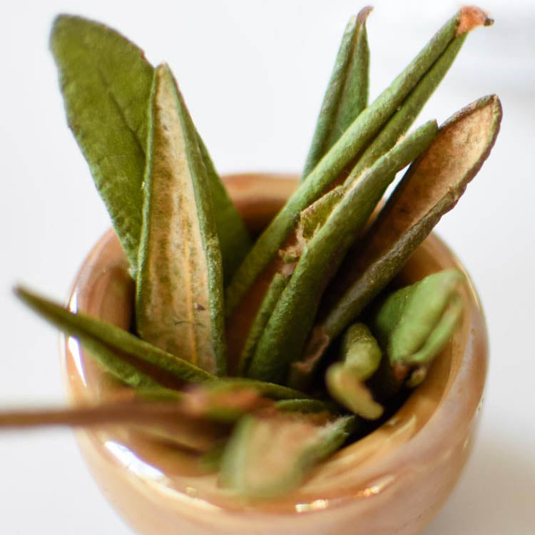 Labrador Tea