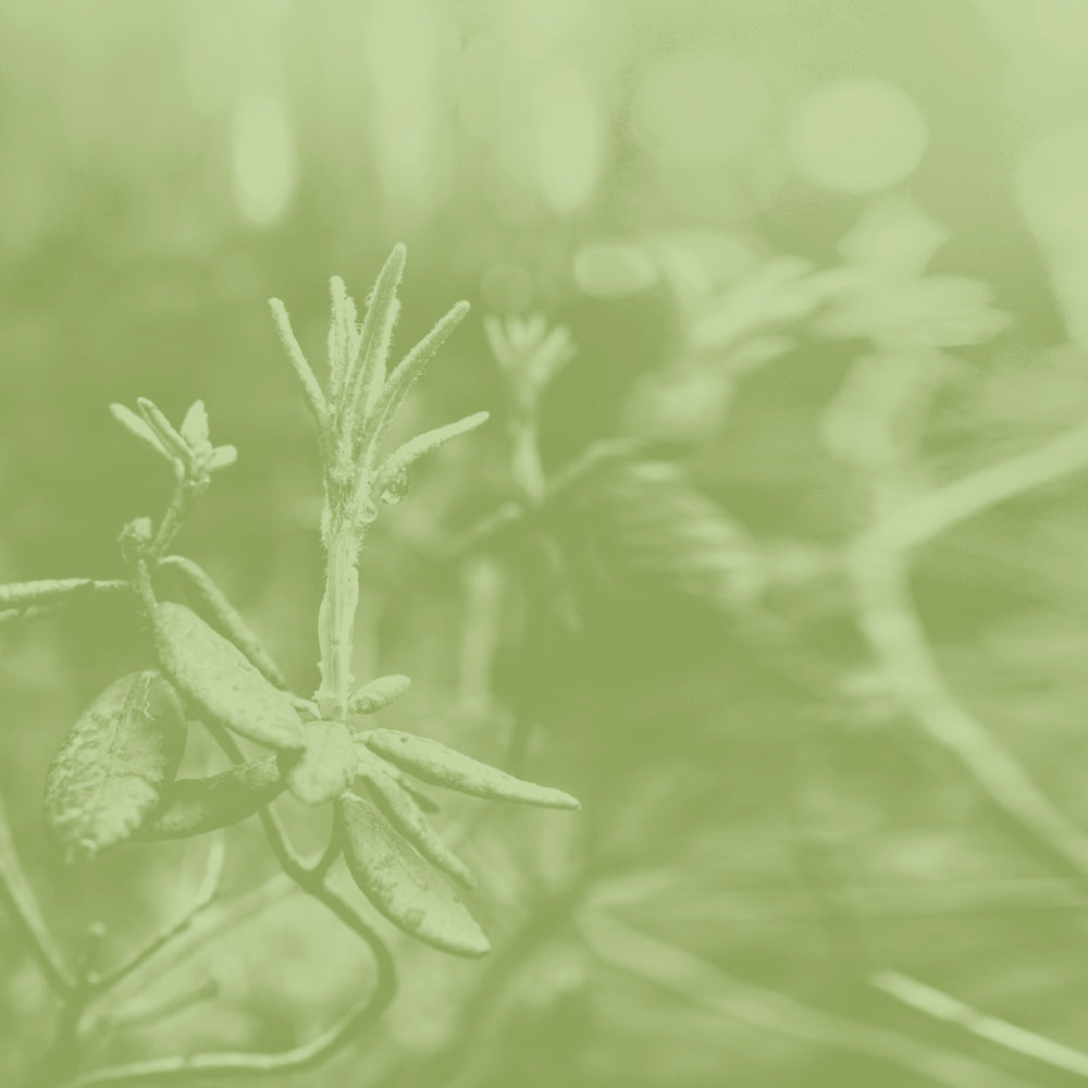 Goût de thé tonique