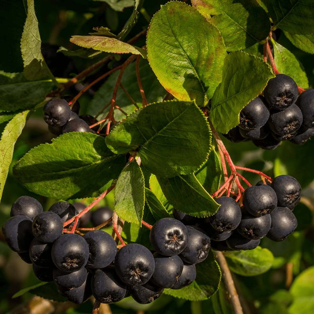 Aronia - Ingrédients - Floèm