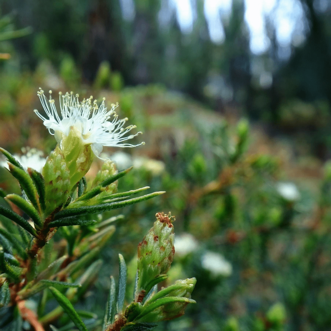 Fleur de thé du Labrador - Ingrédients - Floèm