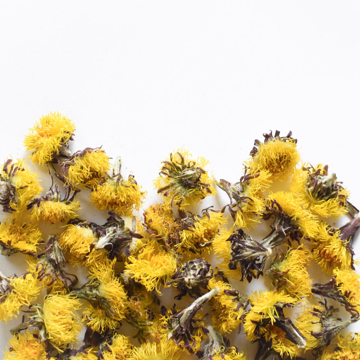 Fleur de tussilage sur fond blanc