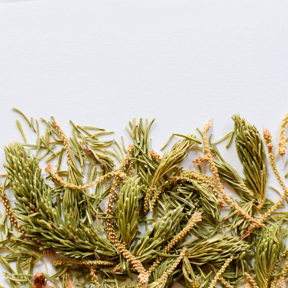 Épinette noire, pousse - Ingrédients - Floèm