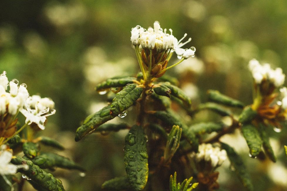 Fleur de thé du labrador en nature