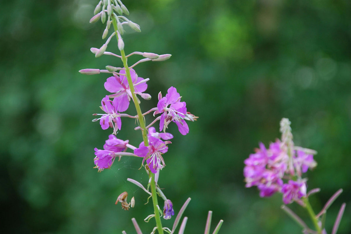 Fireweed, Epilobium angustifolium: benefits, uses and natural habitat |  Flom
