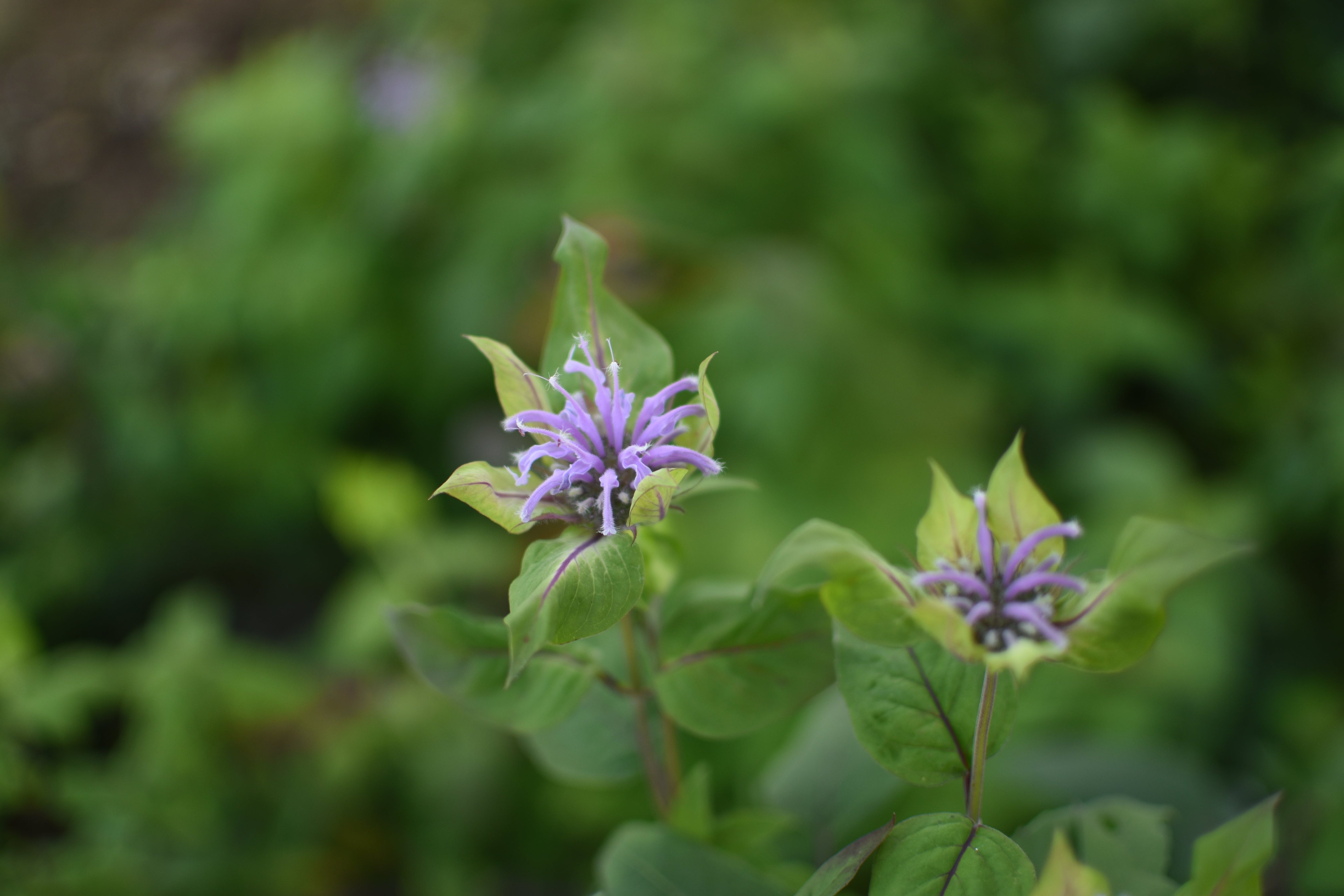 Monarde fistuleuse : conseils d'experts pour profiter de ses bienfaits naturels