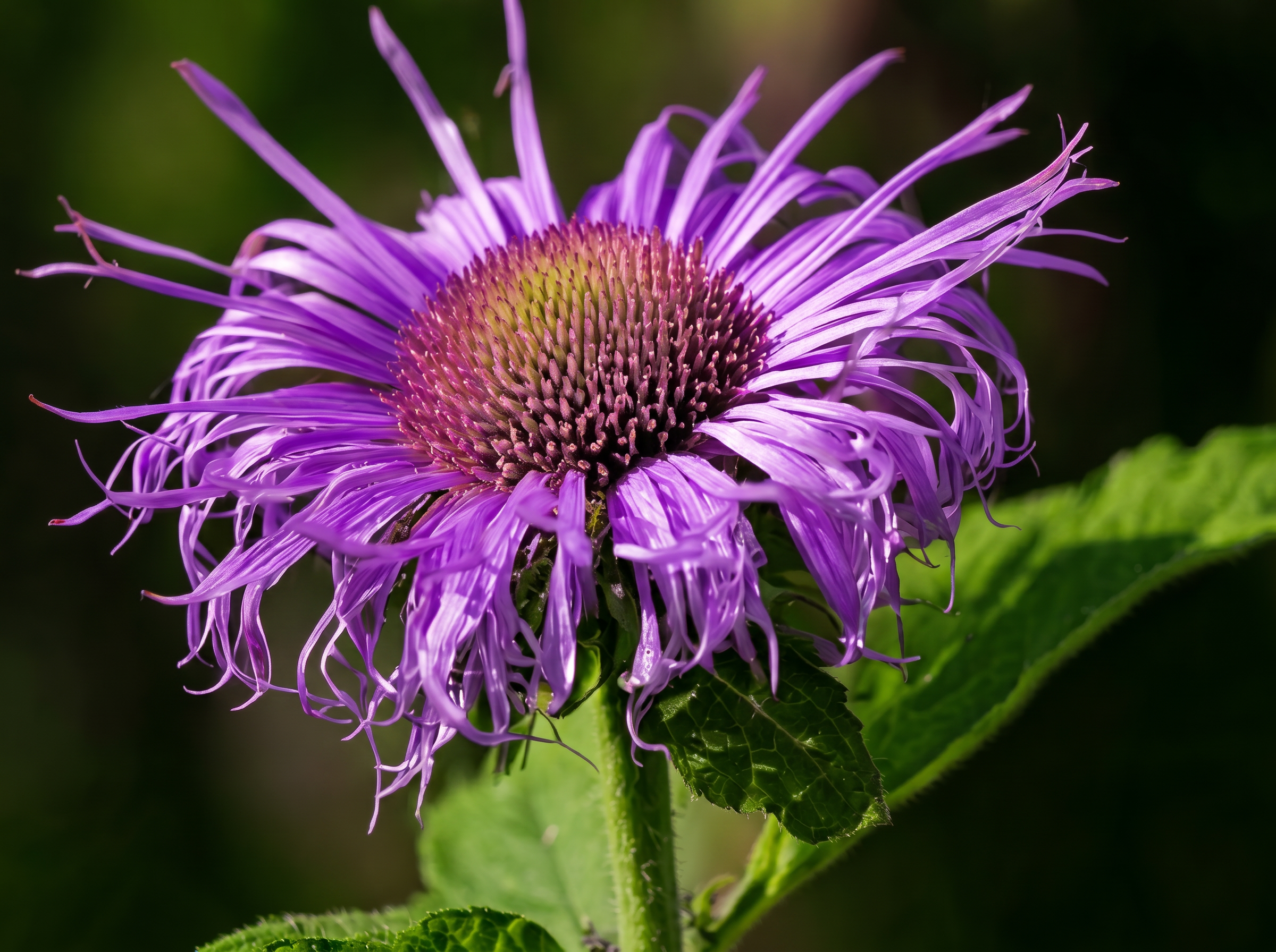 Monarde fistuleuse : conseils d'experts pour profiter de ses bienfaits naturels
