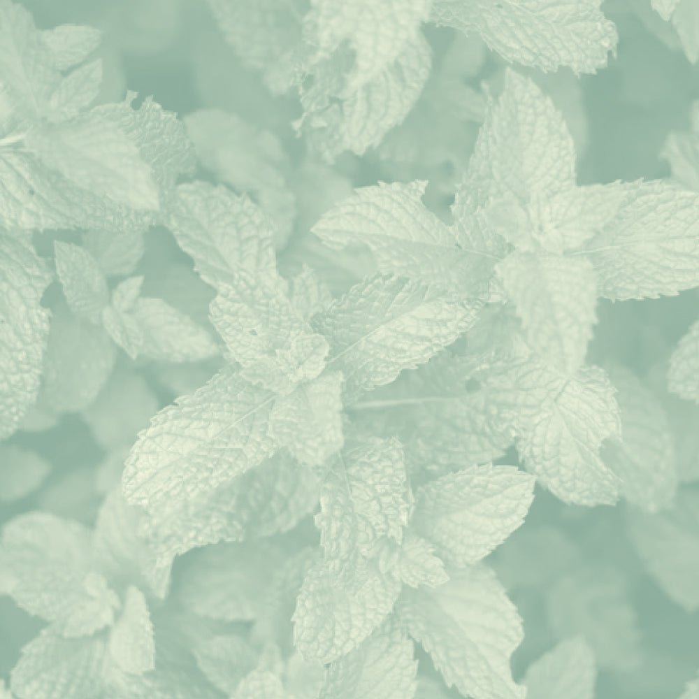 Thé & tisane au goût mentholé : infusion glaciale du Québec - Floèm