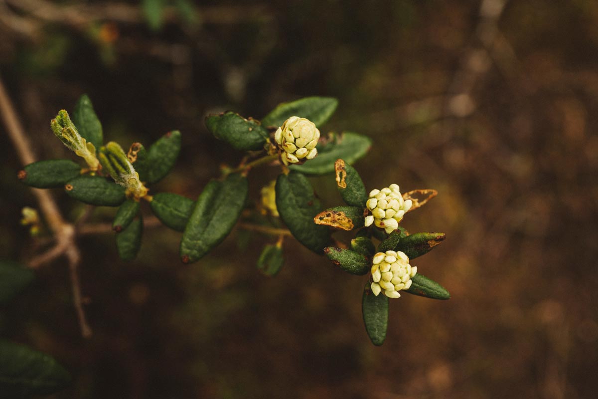 Plante de tisane dans la nature du Québec