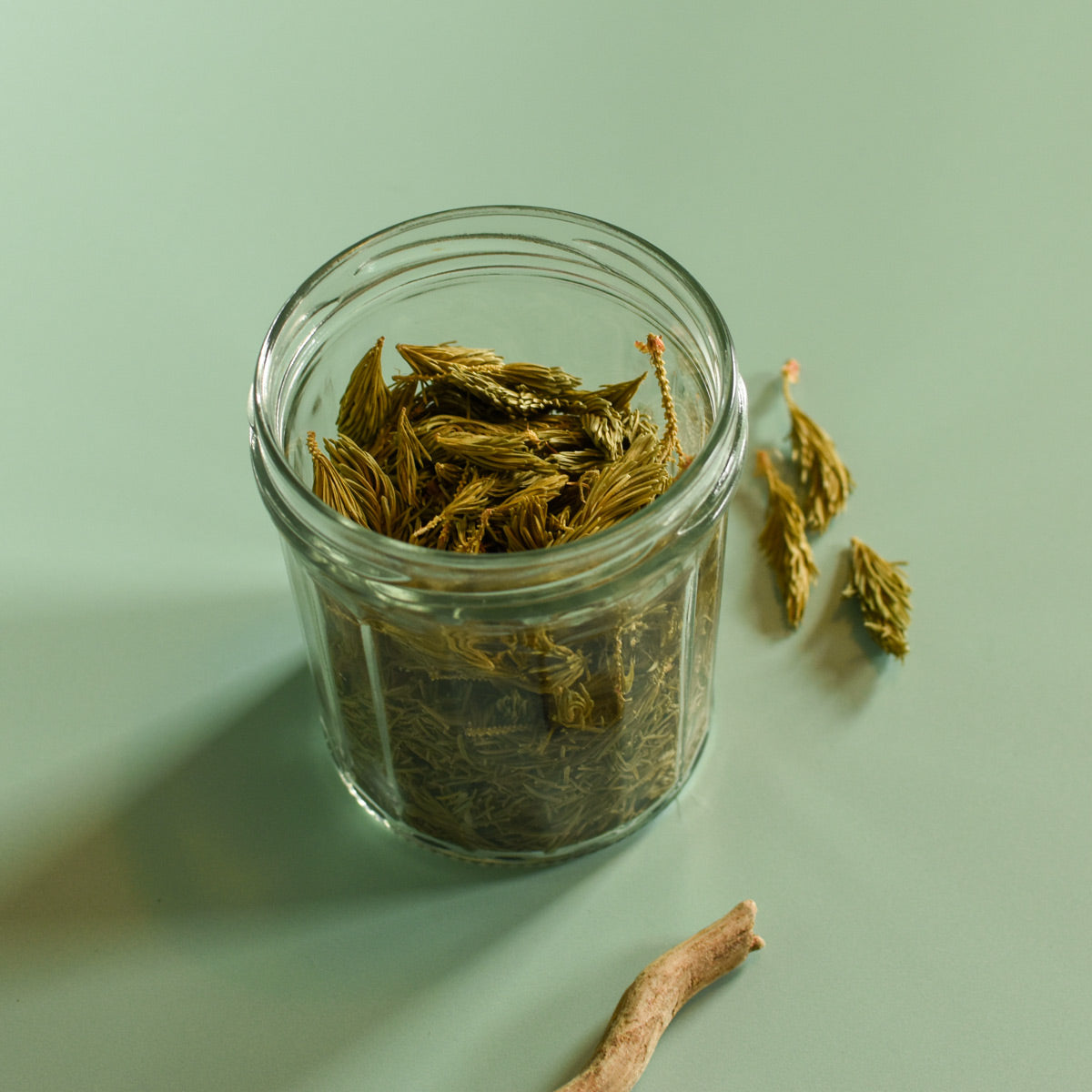 Pot de verre contenant des pousses d'épinette noire séchés 