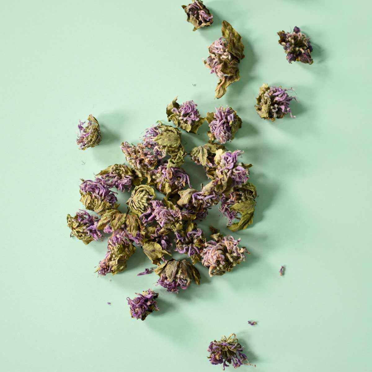 Fleur de monarde séché