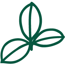 Pictogramme de thé des bois vert