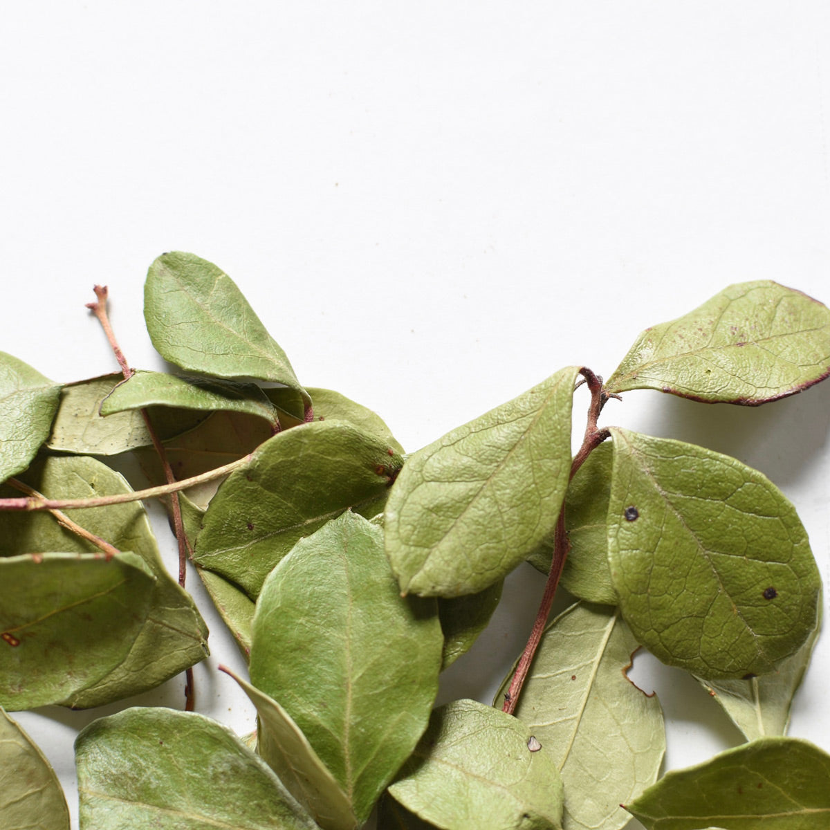Wintergreen