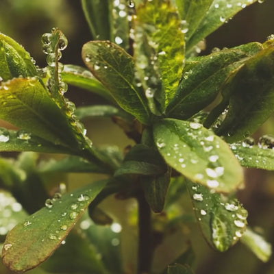 Plante nordique nature avec eau
