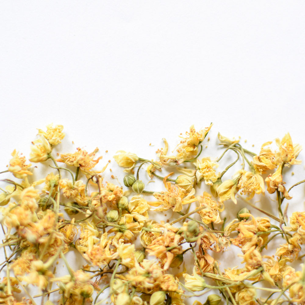Fleur de tilleul sur fond blanc
